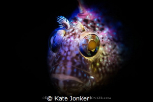 Spectre
Snooted super klipfish in False Bay by Kate Jonker 